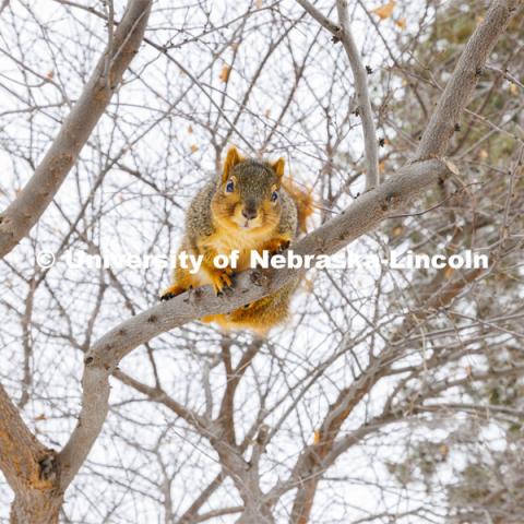 A squirrel rests on a tree branch on City Campus. January 17, 2024. Photo by Craig Chandler / University Communication and Marketing.