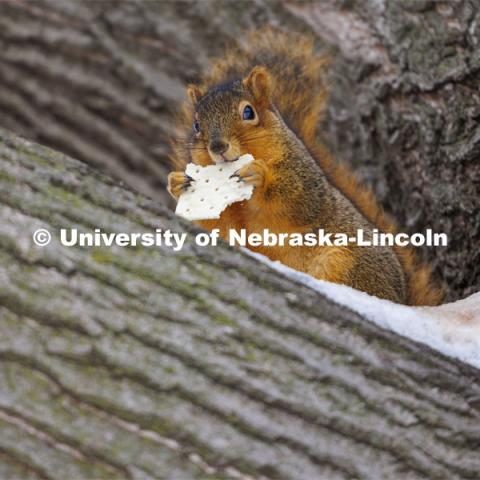 A University squirrel nibbles on a cracker while nestled in a nook on a snow covered tree branch. January 22, 2024. Photo by Craig Chandler / University Communication and Marketing.