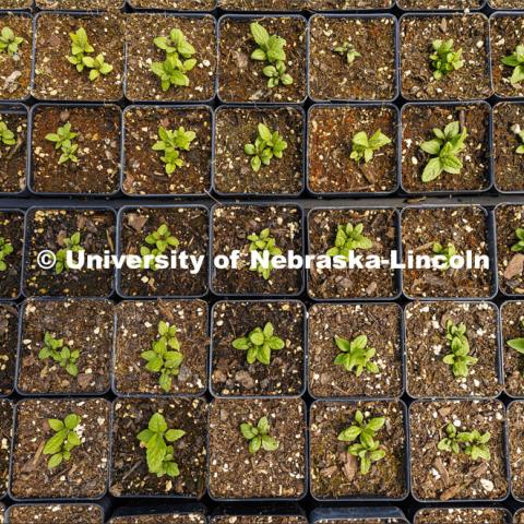 A tray of cinquefoil plants await their tags. 2024 Spring Affair plant sale by the Nebraska Statewide Arboretum is April 25-27. April 15, 2024. Photo by Craig Chandler / University Communication and Marketing.