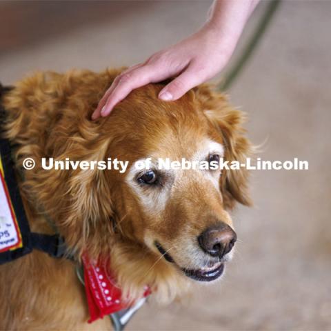 Remington gets a head scratch. Therapy dogs from Domesti-PUPS are on campus this week from 1-2 pm in-between Love Library North and South. Finals week on campus. May 14, 2024. Photo by Craig Chandler / University Communication and Marketing.