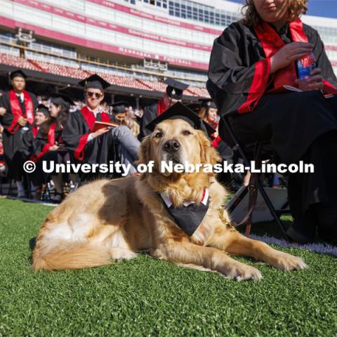 Carson, the guide dog for Julia Rucker, sits on the Memorial Stadium field sporting his own mortar board and bow tie. Undergraduate Commencement in Memorial Stadium. May 18, 2024. Photo by Craig Chandler / University Communication and Marketing.