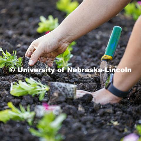 Landscape Service employees plant vincas outside of the Van Brunt Visitors Center on City Campus. Landscape Services. May 29, 2024. Photo by Craig Chandler / University Communication and Marketing.