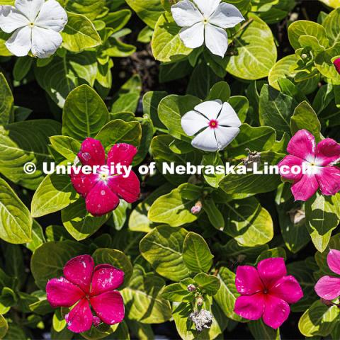 Landscape Service employees plant vincas outside of the Van Brunt Visitors Center on City Campus. Landscape Services. May 29, 2024. Photo by Craig Chandler / University Communication and Marketing.