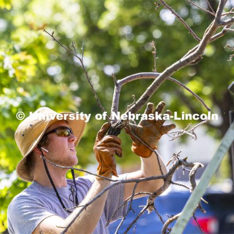 Jake Kortum piles up pruned tree branches in front of Canfield Administration Building.. Landscape Services. May 29, 2024. Photo by Craig Chandler / University Communication and Marketing.