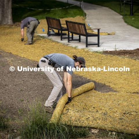 Ben Holmes, front, and Brian Dieterman unroll a straw mat to cover newly seeded ground around the new pedestrian bridge at East Campus’ Maxwell Arboretum. Landscape Services. May 30, 2024. Photo by Craig Chandler / University Communication and Marketing.