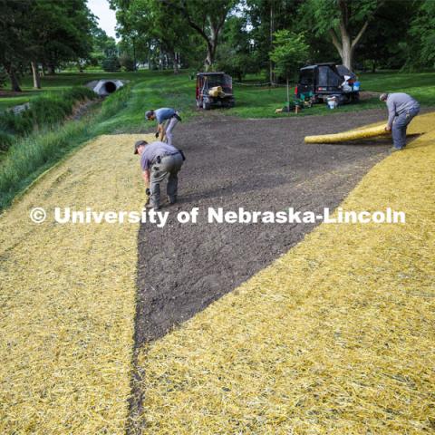 Landscape Services employees )clockwise from front) Brian Dieterman, Ben Holmes and Jeff Culbertson unroll straw mats to cover newly seeded ground around the new pedestrian bridge at East Campus’ Maxwell Arboretum. Landscape Services. May 30, 2024 Photo by Craig Chandler / University Communication and Marketing