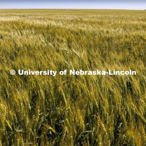 Wheat beginning to ripen in a field northwest of Jansen, Nebraska. June 6, 2024. Photo by Craig Chandler / University Communication and Marketing.