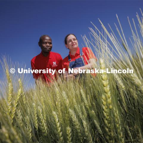 The university developed this new wheat variety through a group effort headed by Stephen Wegulo, professor of plant pathology and plant pathologist for Nebraska Extension, and Katherine Frels, Nebraska’s small grains breeder and an assistant professor of agronomy and horticulture. Frels, right, and Wegulo look over the test plots of NE Prism CLP, a new disease-resistant wheat variety being grown in a test plot northeast of Fairbury, Nebraska. June 6, 2024. Photo by Craig Chandler / University Communication and Marketing.