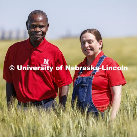 The university developed this new wheat variety through a group effort headed by Stephen Wegulo, professor of plant pathology and plant pathologist for Nebraska Extension, and Katherine Frels, Nebraska’s small grains breeder and an assistant professor of agronomy and horticulture. The test plots of NE Prism CLP, a new disease-resistant wheat variety being grown in a test plot northeast of Fairbury, Nebraska. June 6, 2024. Photo by Craig Chandler / University Communication and Marketing.