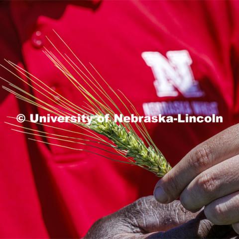 Nebraska producers had requested a new Clearfield variety, and the university responded after extensive field testing. Stephen Wegulo holds a stalk of wheat. Stephen Wegulo and Katherine Frels have developed a new disease-resistant wheat variety. June 6, 2024. Photo by Craig Chandler / University Communication and Marketing