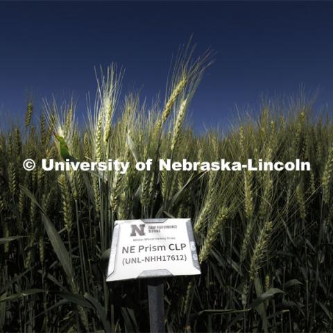 The university's new wheat variety, NE Prism CLP, stands out for its resistance to fungal disease, including to fusarium head blight, which has been a challenge for many producers in the Nebraska Panhandle over the past year. A sign marks the particular variety of wheat in a test plot northeast of Fairbury, Nebraska. June 6, 2024. Photo by Craig Chandler / University Communication and Marketing.