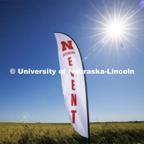 An extension feather banner flies over a wheat field for a plot test field day event northeast of Fairbury, Nebraska. June 6, 2024. Photo by Craig Chandler / University Communication and Marketing.