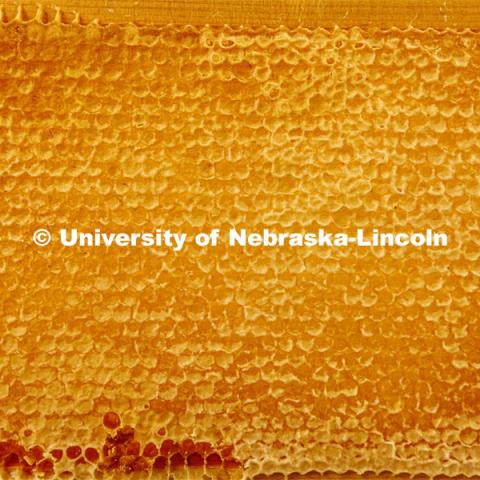 Honeycomb on a beehive frame awaits harvesting. The bees seal each piece of the honeycomb with wax as they fill them. Shelby Kittle, graduate student in entomology, harvests honey from bee hives. June 25, 2024. Photo by Craig Chandler / University Communication and Marketing.