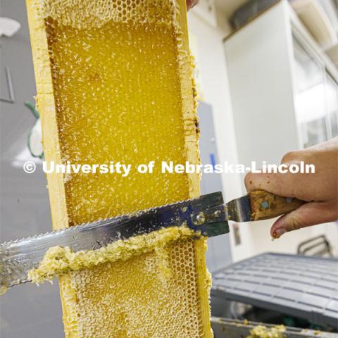 Shelby Kittle, graduate student in entomology, uses a knife to cut off the wax so the honey can be extracted from the comb. June 25, 2024. Photo by Craig Chandler / University Communication and Marketing.
