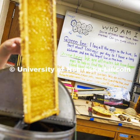 A whiteboard the lab used for educational events hangs on the wall of the bee lab. June 25, 2024. Photo by Craig Chandler / University Communication and Marketing.