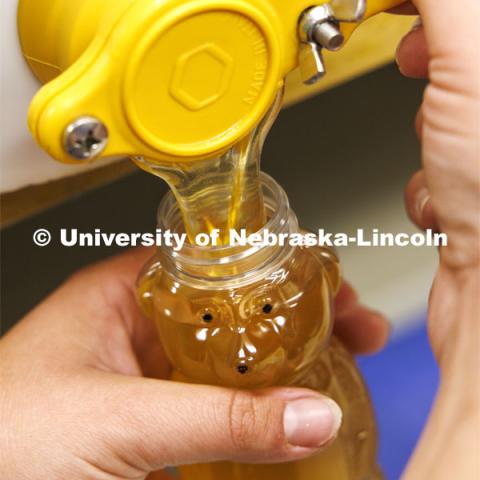 Nebraska honey fills the traditional honey bear bottle. Shelby Kittle, graduate student in entomology, harvests honey from bee hives. June 25, 2024. Photo by Craig Chandler / University Communication and Marketing.