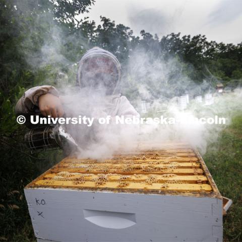 Shelby Kittle uses a beehive smoker to make the bees calm and move down into the hive so she can remove the frames filled with honey. Kittle, research technician and graduate student in entomology, removes frames from beehive on east campus. Hives are checked and levels of the hive are brought to the lab when they are full of honey. The UNL Bee Lab team monitors hives at multiple locations, harvesting the honey to use for education and as a fundraiser. June 27, 2024. Photo by Craig Chandler / University Communication and Marketing.