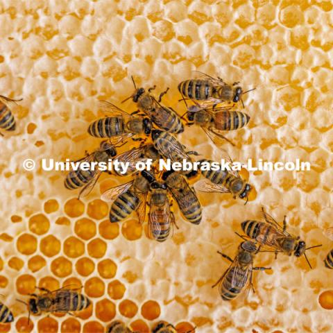 Close up of bees on a honeycomb frame. Shelby Kittle, research technician and graduate student in entomology, removes frames from beehive on east campus. Hives are checked as sections of the hive are brought to the lab when they are full of honey. The UNL Bee Lab team monitors hives at multiple locations, harvesting the honey to use for education and as a fundraiser. June 27, 2024. Photo by Craig Chandler / University Communication and Marketing.