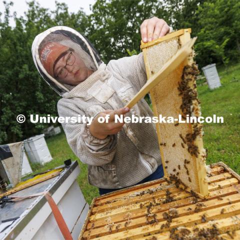 Shelby Kittle gently brushes bees from a frame filled with honey so the frames can be taken back to the bee lab for honey harvesting. Kittle, research technician and graduate student in entomology, removes frames from beehive on east campus. Hives are checked as sections of the hive are brought to the lab when they are full of honey. The UNL Bee Lab team monitors hives at multiple locations, harvesting the honey to use for education and as a fundraiser. June 27, 2024. Photo by Craig Chandler / University Communication and Marketing.