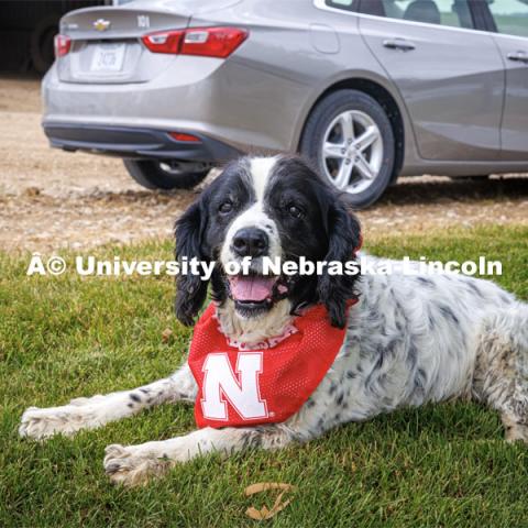 Farm dog decked out in its husker bandana. Farming scenes. Behind the scenes photo for the university's new "Home Again" national advertisement. June 26, 2024. Photo by Kristen Labadie / University Communication.