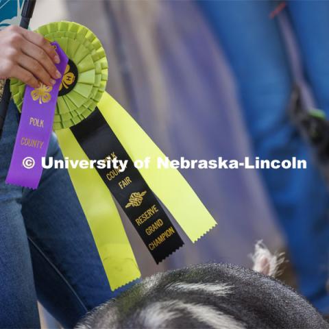 Halee Peterson holds her Reserve Grand Champion ribbon as she and her pig leave the show arena. 4-H Polk County Fair in Osceola, Nebraska. July 19, 2024.  Photo by Craig Chandler / University Communication and Marketing.