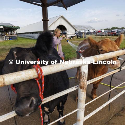 Aubrey Peterson of Osceola, Nebraska, washes her cattle on the day of the livestock show. 4-H Polk County Fair in Osceola, Nebraska. July 19, 2024.  Photo by Craig Chandler / University Communication and Marketing.