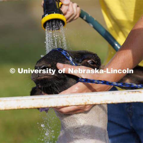 A sheep holds steady as it receives a bath at the wash station. 4-H Polk County Fair in Osceola, Nebraska. July 19, 2024.  Photo by Craig Chandler / University Communication and Marketing.