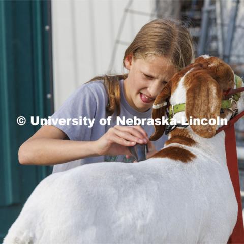 Bently McLean of Stromsburg, Nebraska, blows dries her goat. 4-H Polk County Fair in Osceola, Nebraska. July 19, 2024.  Photo by Craig Chandler / University Communication and Marketing.