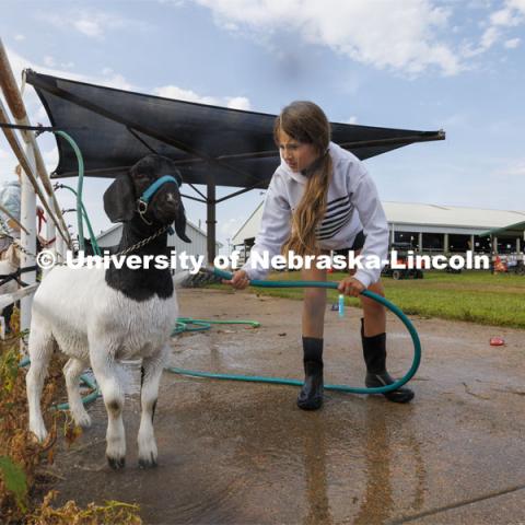 Taytum McLean, of Stromburg, Nebraska washes her goat Caitlin Clark the morning of the goat show. 4-H Polk County Fair in Osceola, Nebraska. July 19, 2024.  Photo by Craig Chandler / University Communication and Marketing.