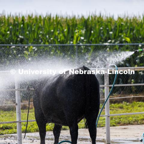 Wyatt Smith washes his steer before the afternoon livestock show. 4-H Polk County Fair in Osceola, Nebraska. July 19, 2024. Photo by Craig Chandler / University Communication and Marketing.