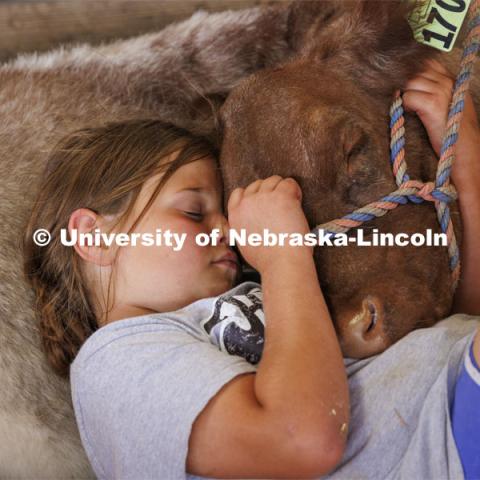 Quiet time at the Polk County Fair. Reaygan Spitz, 9, naps with Reba, her show cow, on Friday afternoon before the 4-H Livestock Judging Contest.4-H Polk County Fair in Osceola, Nebraska. July 19, 2024. Photo by Craig Chandler / University Communication and Marketing.