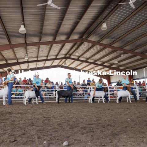 Meat Goat Junior Showmanship competition. 4-H Polk County Fair in Osceola, Nebraska. July 19, 2024. Photo by Craig Chandler / University Communication and Marketing.