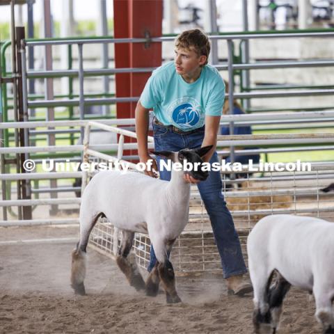 Sheep are paraded in for the Sheep Showmanship competition. 4-H Polk County Fair in Osceola, Nebraska. July 19, 2024. Photo by Craig Chandler / University Communication and Marketing.