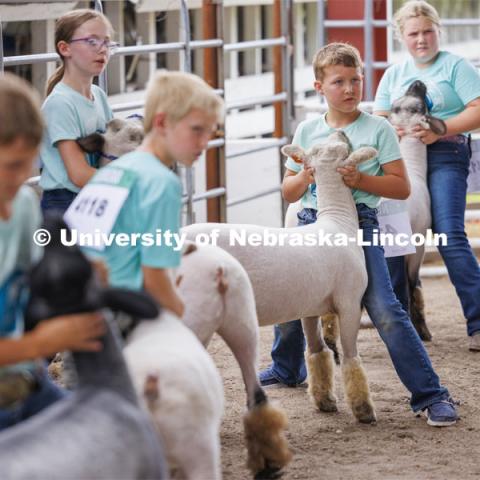 Sheep are shown for the Sheep Showmanship competition4-H Polk County Fair in Osceola, Nebraska. July 19, 2024. Photo by Craig Chandler / University Communication and Marketing.