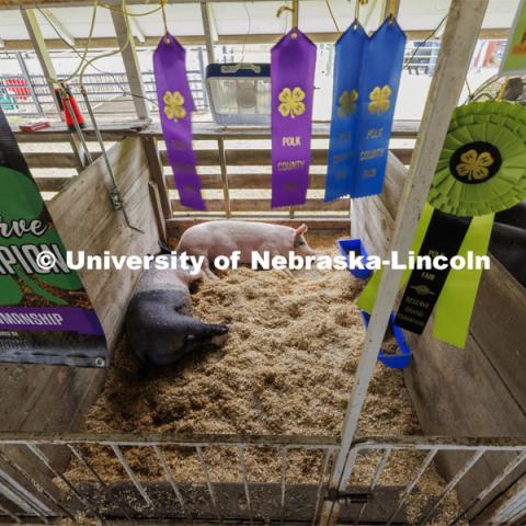 4-H ribbons adorn the pen during quiet time in the pork barn as the champions rest. 4-H Polk County Fair in Osceola, Nebraska. July 19, 2024. Photo by Craig Chandler / University Communication and Marketing.