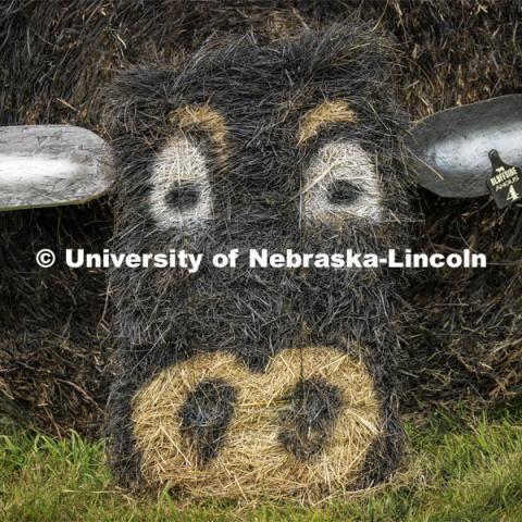 Hay bales decorated as an Angus cow. 4-H Polk County Fair in Osceola, Nebraska. July 19, 2024. Photo by Craig Chandler / University Communication and Marketing.