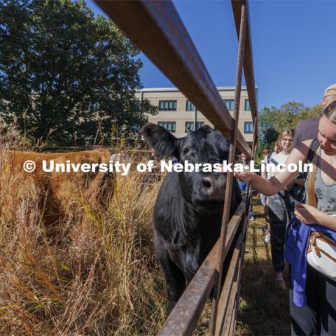 Sarah Kelly, a junior in plant biology, pets the nose of one of the cows pinned up outside Hardin Hall. David Wedin, Director of the Grassland Studies Center and Professor in the School of Natural Resources, paneled off an area of the prairie grasses north of Hardin Hall and brought in four head of cattle. The cattle were part of an outdoor teaching lab for students including those in NRES220 Principles of Ecology. September 30, 2024. Photo by Craig Chandler / University Communication and Marketing.