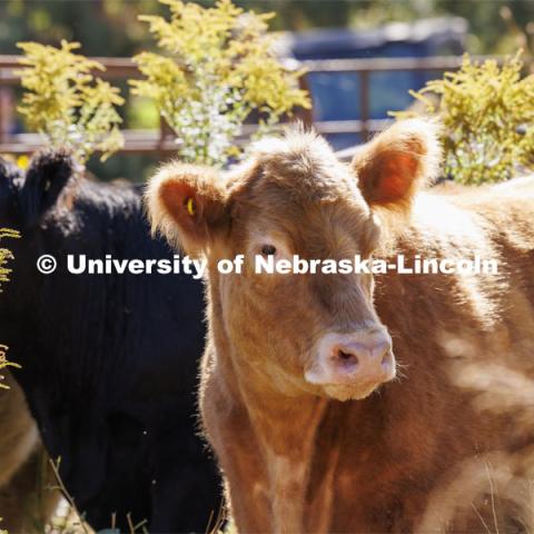 David Wedin, Director of the Grassland Studies Center and Professor in the School of Natural Resources, paneled off an area of the prairie grasses north of Hardin Hall and brought in four head of cattle. The cattle were part of an outdoor teaching lab for students including those in NRES220 Principles of Ecology. September 30, 2024. Photo by Craig Chandler / University Communication and Marketing.