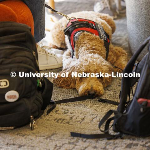 A service dog rests between backpacks at the College of Law. College of Law photoshoot. October 10, 2024. Photo by Craig Chandler / University Communication and Marketing.