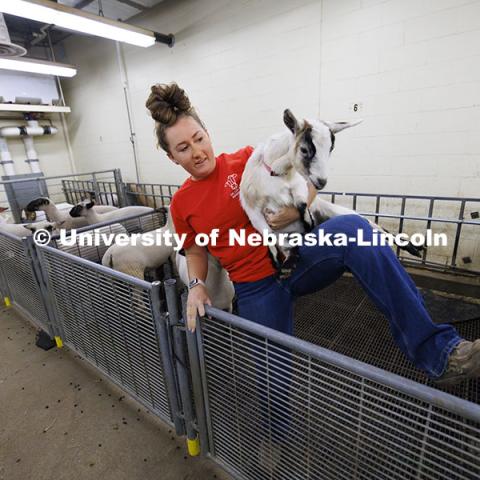 McKenna Carr carries a goat back to its pen after it jumped into the sheep pens to enjoy their feed. Three student workers in the Animal Science building live in an apartment in the building. October 14, 2024. Photo by Craig Chandler / University Communication and Marketing.