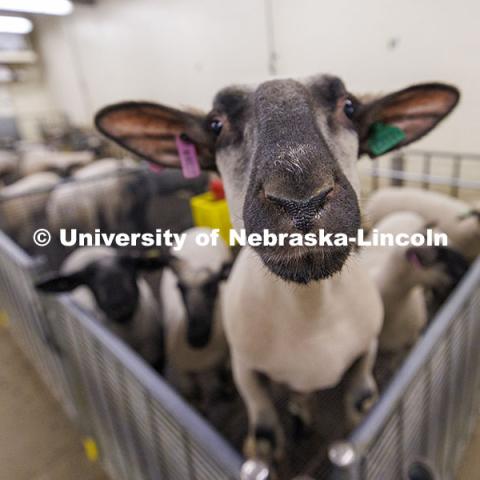 A sheep in the Animal Science building stands on its pen to pose for a picture. October 14, 2024. Photo by Craig Chandler / University Communication and Marketing.