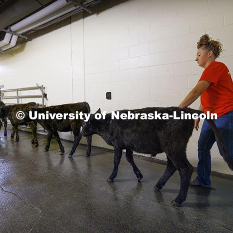 McKenna Carr urges calves down the hallway in the Animal Science building to an outside corral so their pens can be cleaned. Three student workers in the Animal Science building live in an apartment in the building. October 14, 2024. Photo by Craig Chandler / University Communication and Marketing.