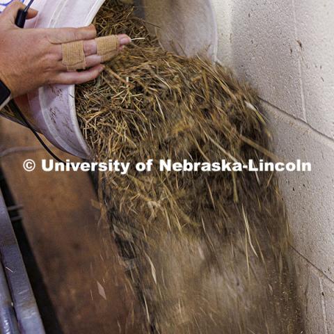 Feed is distributed into the sheep feeding bunk. Three student workers in the Animal Science building live in an apartment in the building. October 14, 2024. Photo by Craig Chandler / University Communication and Marketing.