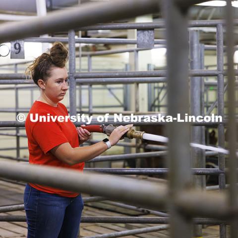 McKenna Carr hoses down the cattle pens. Cleaning the animal pens is a large part of daily chores. Three student workers in the Animal Science building live in an apartment in the building. October 14, 2024. Photo by Craig Chandler / University Communication and Marketing.