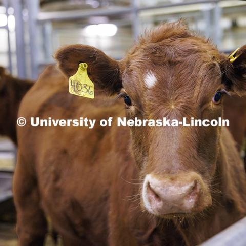 Cattle in pens in the Animal Science building. October 14, 2024. Photo by Craig Chandler / University Communication and Marketing.