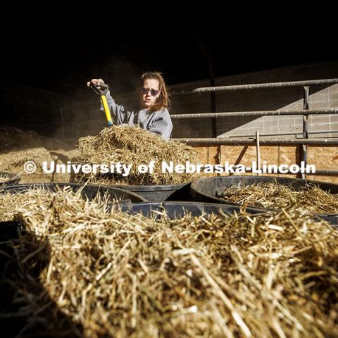 Breanna Gilmore loads straw into bins to be distributed in the cattle stalls. Three student workers in the Animal Science building live in an apartment in the building. October 14, 2024. Photo by Craig Chandler / University Communication and Marketing.