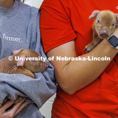 Breanna Gilmore and McKenna Carr pose with baby pigs. Three student workers in the Animal Science building live in an apartment in the building. October 14, 2024. Photo by Craig Chandler / University Communication and Marketing.