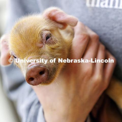 A student worker holds a baby piglet in the Animal Science building. October 14, 2024. Photo by Craig Chandler / University Communication and Marketing.