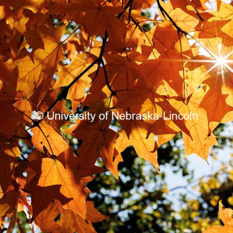 Sunlight peeks through orange leaves. Fall on City Campus. October 23, 2024. Photo by Jordan Opp / University Communication and Marketing.