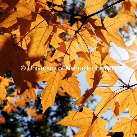 Sunlight peeks through orange leaves. Fall on City Campus. October 23, 2024. Photo by Jordan Opp / University Communication and Marketing.